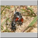 Sphecodes sp - Blutbiene m10b 9mm Paarung.jpg